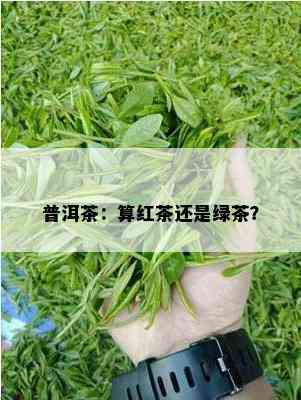 普洱茶：算红茶还是绿茶？