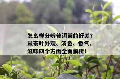 怎么样分辨普洱茶的好差？从茶叶外观、汤色、香气、滋味四个方面全面解析！