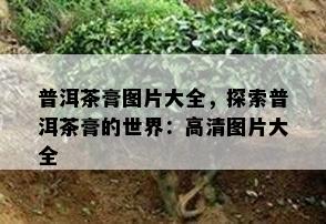 普洱茶膏图片大全，探索普洱茶膏的世界：高清图片大全