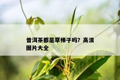 普洱茶都是草棒子吗？高清图片大全