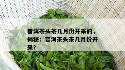 普洱茶头茶几月份开采的，揭秘：普洱茶头茶几月份开采？