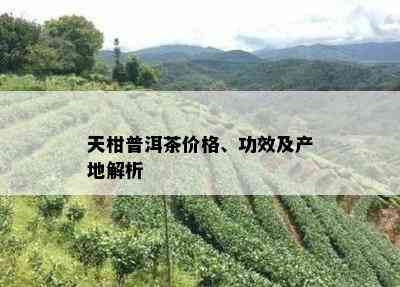 天柑普洱茶价格、功效及产地解析