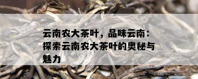 云南农大茶叶，品味云南：探索云南农大茶叶的奥秘与魅力