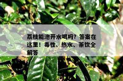 荔枝能泡开水喝吗？答案在这里！性、热水、茶饮全解答