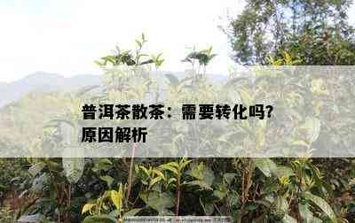 普洱茶散茶：需要转化吗？原因解析