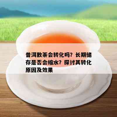 普洱散茶会转化吗？长期储存是否会缩水？探讨其转化原因及效果