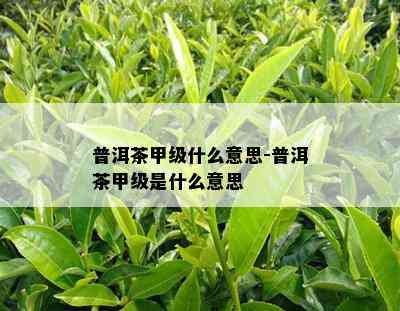 普洱茶甲级什么意思-普洱茶甲级是什么意思