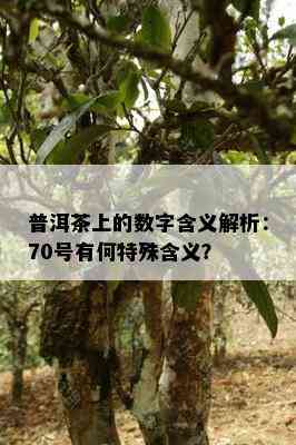 普洱茶上的数字含义解析：70号有何特殊含义？