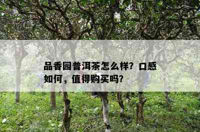 品香园普洱茶怎么样？口感如何，值得购买吗？