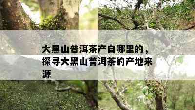 大黑山普洱茶产自哪里的，探寻大黑山普洱茶的产地来源