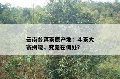 云南普洱茶原产地：斗茶大赛揭晓，究竟在何处？