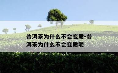 普洱茶为什么不会变质-普洱茶为什么不会变质呢