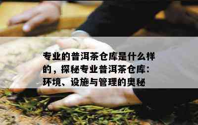 专业的普洱茶仓库是什么样的，探秘专业普洱茶仓库：环境、设施与管理的奥秘