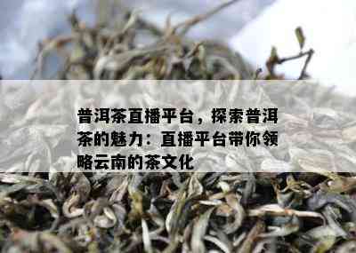 普洱茶直播平台，探索普洱茶的魅力：直播平台带你领略云南的茶文化