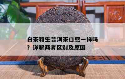 白茶和生普洱茶口感一样吗？详解两者区别及原因