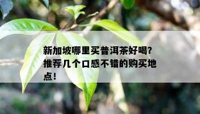 新加坡哪里买普洱茶好喝？推荐几个口感不错的购买地点！