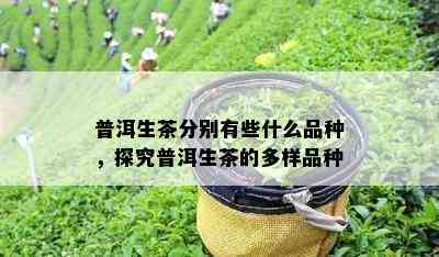 普洱生茶分别有些什么品种，探究普洱生茶的多样品种