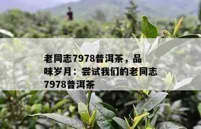 老同志7978普洱茶，品味岁月：尝试我们的老同志7978普洱茶