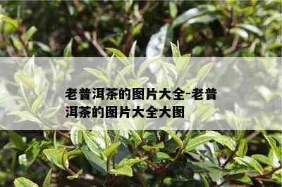 老普洱茶的图片大全-老普洱茶的图片大全大图