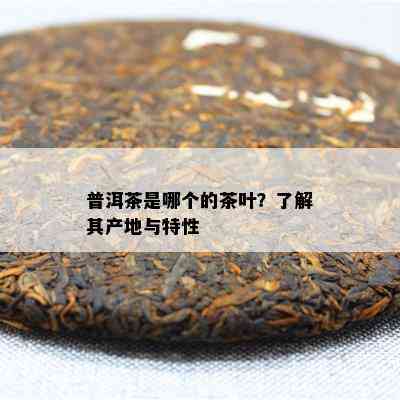 普洱茶是哪个的茶叶？了解其产地与特性