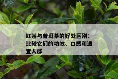 红茶与普洱茶的好处区别：比较它们的功效、口感和适宜人群