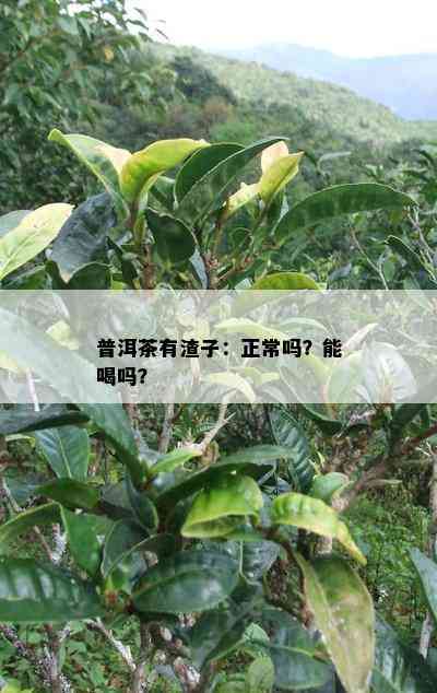 普洱茶有渣子：正常吗？能喝吗？