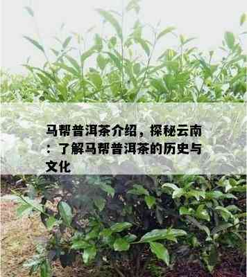 马帮普洱茶介绍，探秘云南：了解马帮普洱茶的历史与文化