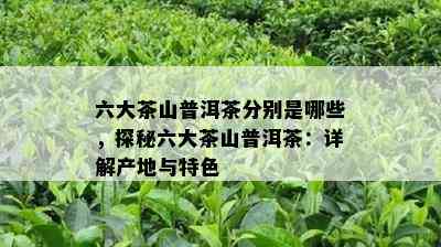 六大茶山普洱茶分别是哪些，探秘六大茶山普洱茶：详解产地与特色