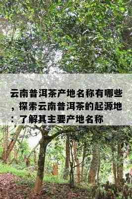 云南普洱茶产地名称有哪些，探索云南普洱茶的起源地：了解其主要产地名称