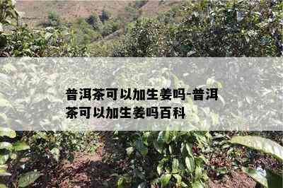 普洱茶可以加生姜吗-普洱茶可以加生姜吗百科