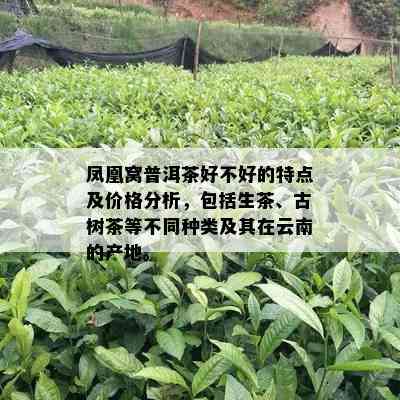 凤凰窝普洱茶好不好的特点及价格分析，包括生茶、古树茶等不同种类及其在云南的产地。