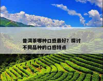 普洱茶哪种口感更好？探讨不同品种的口感特点