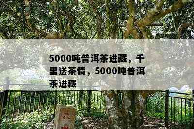 5000吨普洱茶进藏，千里送茶情，5000吨普洱茶进藏