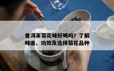 普洱茶菊花味好喝吗？了解味道、功效及选择菊花品种