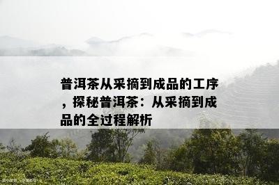 普洱茶从采摘到成品的工序，探秘普洱茶：从采摘到成品的全过程解析