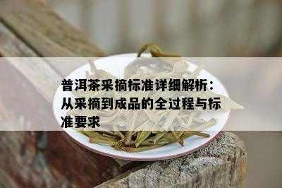 普洱茶采摘标准详细解析：从采摘到成品的全过程与标准要求