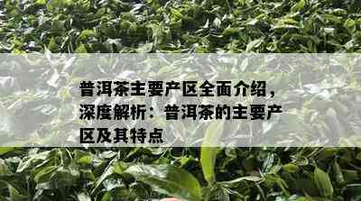 普洱茶主要产区全面介绍，深度解析：普洱茶的主要产区及其特点