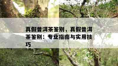 真假普洱茶鉴别，真假普洱茶鉴别：专业指南与实用技巧