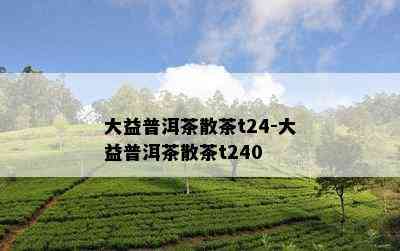 大益普洱茶散茶t24-大益普洱茶散茶t240