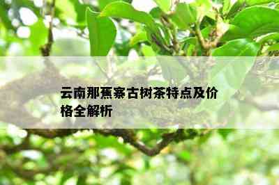 云南那蕉寨古树茶特点及价格全解析