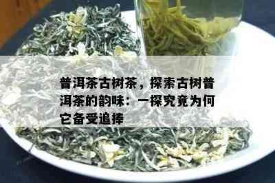 普洱茶古树茶，探索古树普洱茶的韵味：一探究竟为何它备受追捧