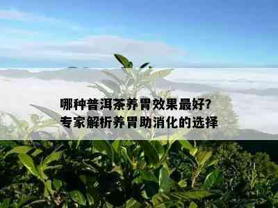 哪种普洱茶养胃效果更好？专家解析养胃助消化的选择