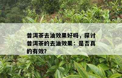 普洱茶去油效果好吗，探讨普洱茶的去油效果：是否真的有效？