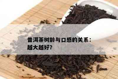 普洱茶树龄与口感的关系：越大越好？