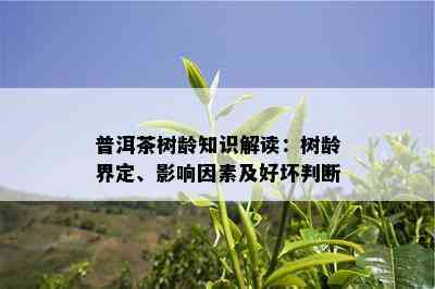 普洱茶树龄知识解读：树龄界定、影响因素及好坏判断