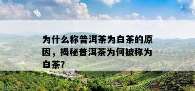 为什么称普洱茶为白茶的原因，揭秘普洱茶为何被称为白茶？