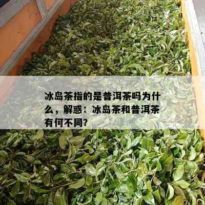 冰岛茶指的是普洱茶吗为什么，解惑：冰岛茶和普洱茶有何不同？