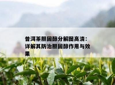 普洱茶胆固醇分解图高清：详解其防治胆固醇作用与效果