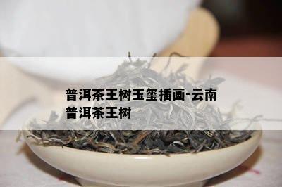 普洱茶王树玉玺插画-云南普洱茶王树