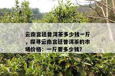 云南宫廷普洱茶多少钱一斤，探寻云南宫廷普洱茶的市场价格：一斤要多少钱？